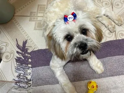 Cachorro raça SRD-ViraLata idade 1 ano nome Amora 