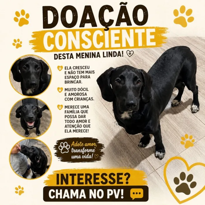 Cachorro raça Labrador idade 7 a 11 meses nome Pantera
