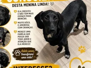 Cachorro raça Labrador idade 7 a 11 meses nome Pantera