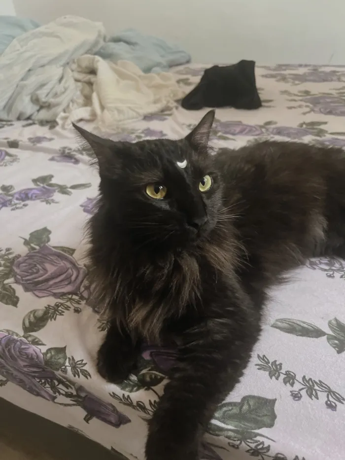 Gato raça Angorá idade 1 ano nome Alice 