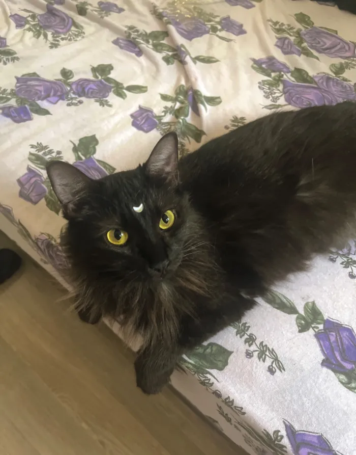 Gato raça Angorá idade 1 ano nome Alice 