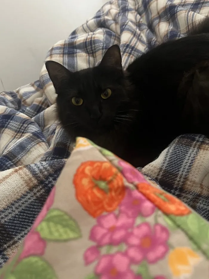 Gato raça Angorá idade 1 ano nome Alice 
