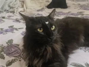 Gato raça Angorá idade 1 ano nome Alice 