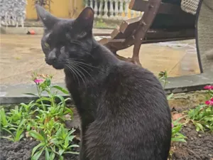Gato raça SRD-ViraLata idade 2 a 6 meses nome Abel