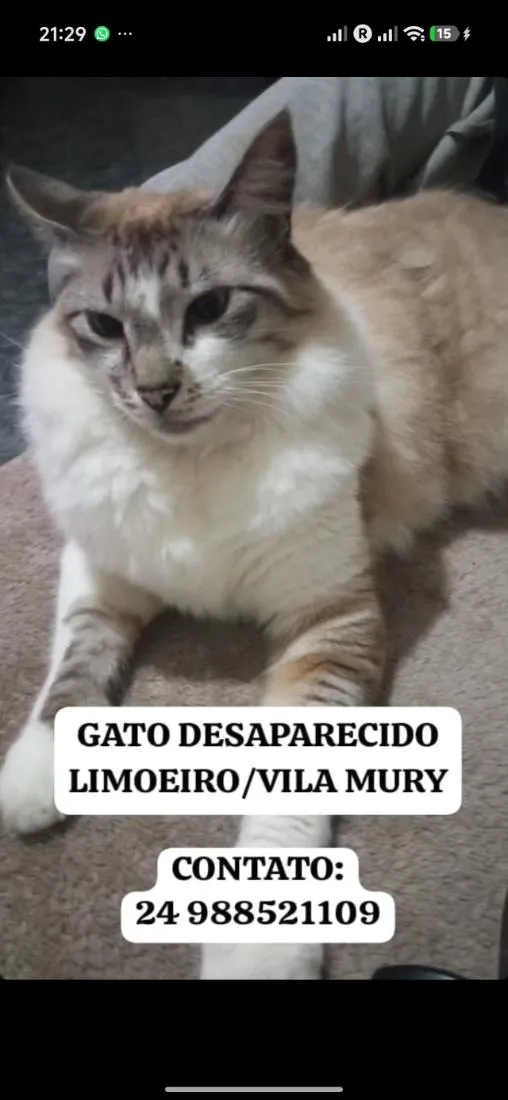 Gato raça SRD-ViraLata idade 6 ou mais anos nome Didico