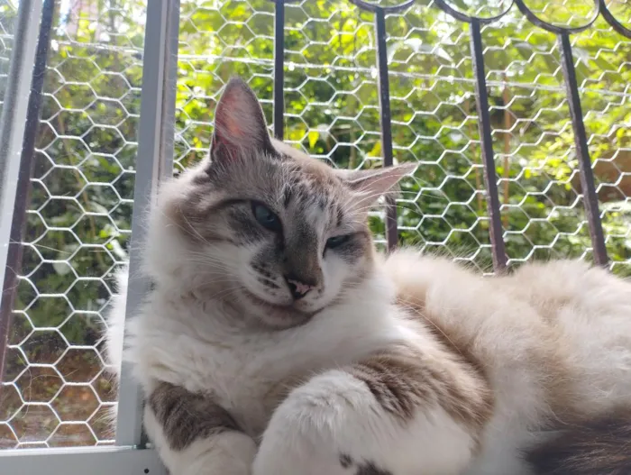 Gato raça SRD-ViraLata idade 6 ou mais anos nome Didico