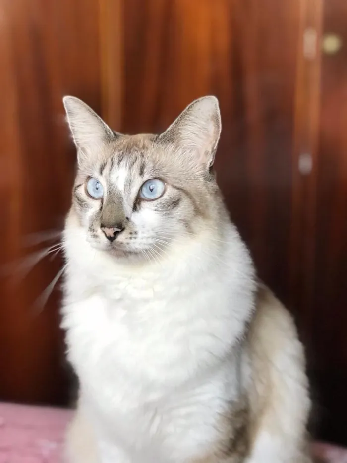 Gato raça SRD-ViraLata idade 6 ou mais anos nome Didico