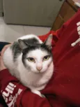 Meg