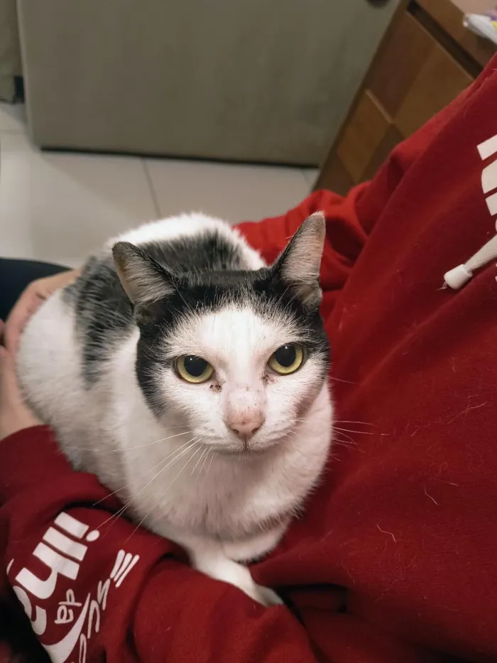 Gato raça SRD-ViraLata idade 6 ou mais anos nome Meg