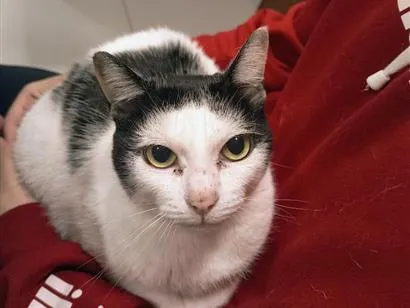 Gato raça SRD-ViraLata idade 6 ou mais anos nome Meg