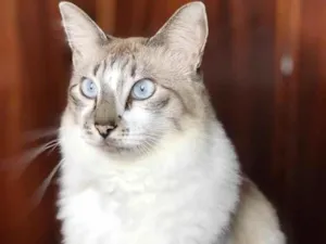 Gato raça SRD-ViraLata idade 6 ou mais anos nome Didico