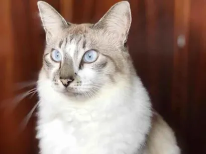 Gato raça SRD-ViraLata idade 6 ou mais anos nome Didico