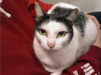 Gato raça SRD-ViraLata idade 6 ou mais anos nome Meg