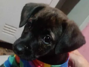 Cachorro raça SRD-ViraLata idade 2 a 6 meses nome Matilda