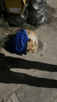 não identificado 
