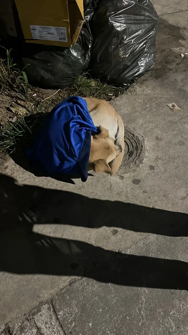 Cachorro raça SRD-ViraLata idade 2 anos nome não identificado 