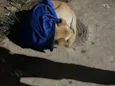 não identificado 