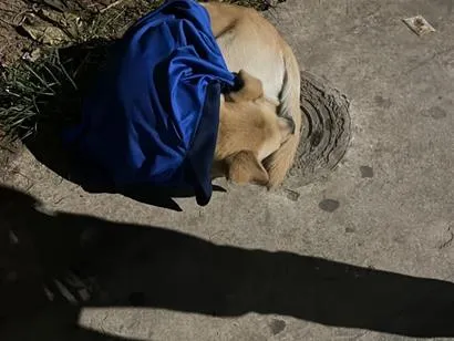Cachorro raça SRD-ViraLata idade 2 anos nome não identificado 