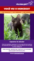 Morceguinho