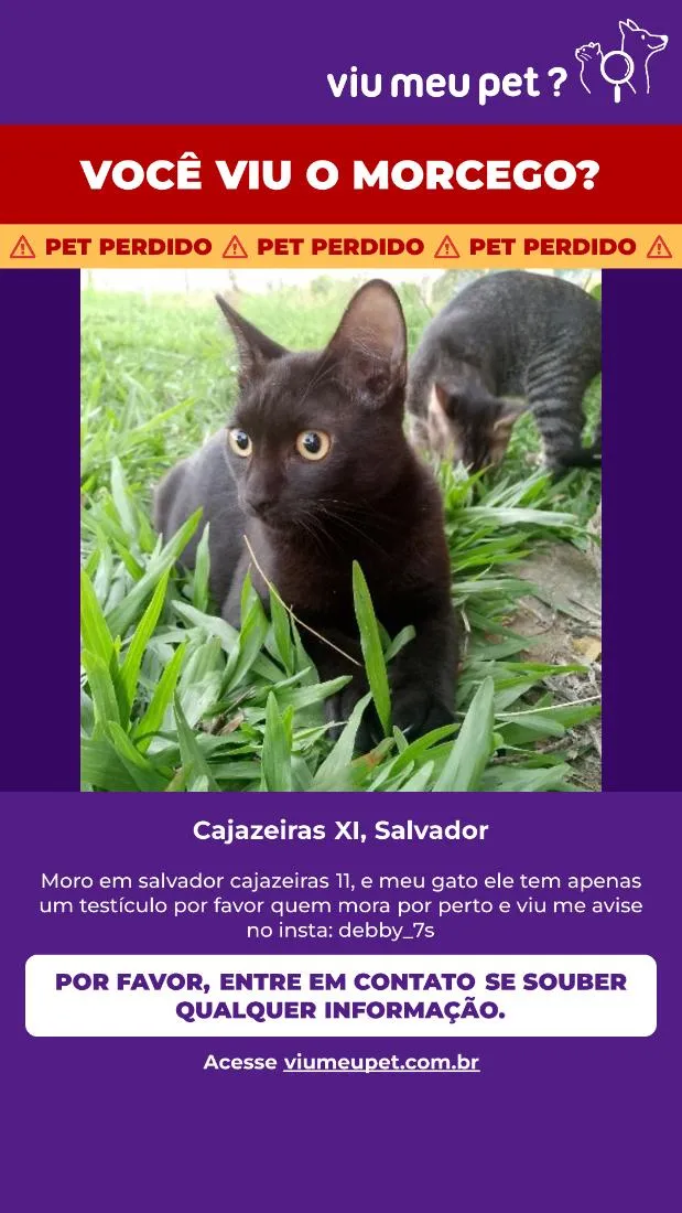 Gato raça SRD-ViraLata idade 7 a 11 meses nome Morceguinho