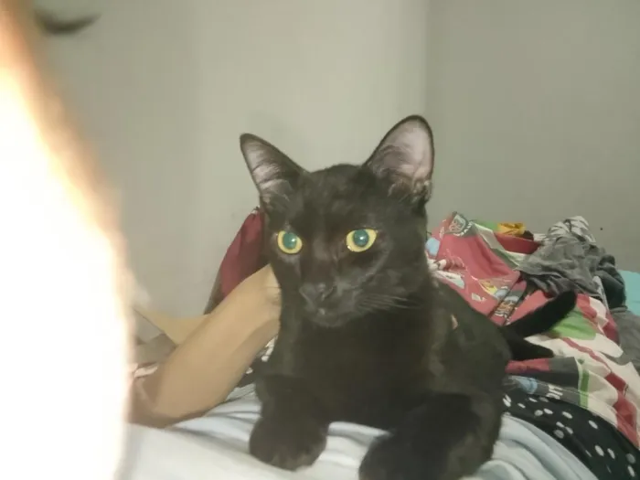 Gato raça SRD-ViraLata idade 7 a 11 meses nome Morceguinho
