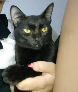 Gato raça SRD-ViraLata idade 7 a 11 meses nome Morceguinho