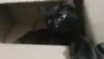 Morceguinho