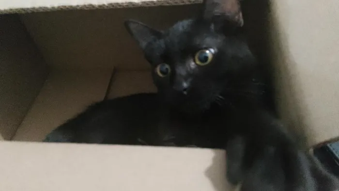 Gato raça SRD-ViraLata idade 7 a 11 meses nome Morceguinho
