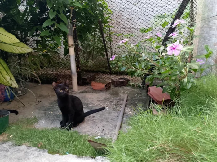 Gato raça SRD-ViraLata idade 7 a 11 meses nome Morceguinho