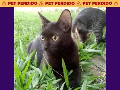 Gato raça SRD-ViraLata idade 7 a 11 meses nome Morceguinho