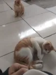 tônico é laranjinho