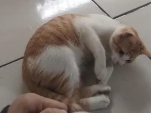 Gato raça Siamês idade 2 a 6 meses nome tônico é laranjinho