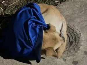 Cachorro raça SRD-ViraLata idade 2 anos nome não identificado 