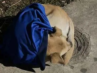 Cachorro raça SRD-ViraLata idade 2 anos nome não identificado 