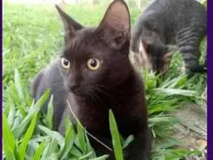Gato raça SRD-ViraLata idade 7 a 11 meses nome Morceguinho