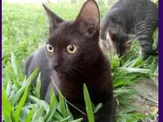 Gato raça SRD-ViraLata idade 7 a 11 meses nome Morceguinho