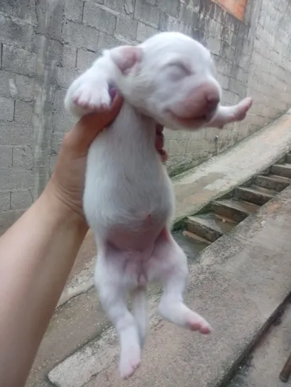 Cachorro raça SRD-ViraLata idade Abaixo de 2 meses nome 3 FEMIAS brancas 
