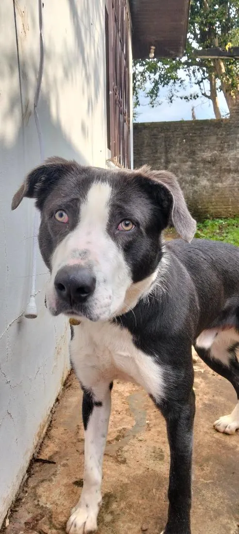Cachorro raça SRD-ViraLata idade 1 ano nome Bradok