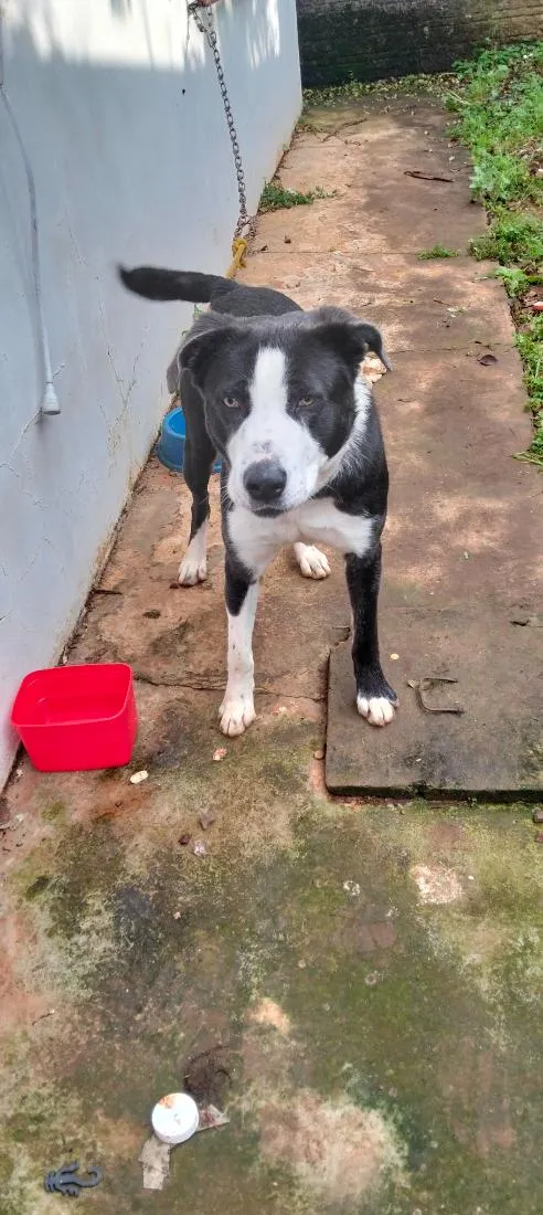 Cachorro raça SRD-ViraLata idade 1 ano nome Bradok