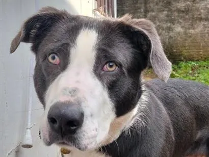 Cachorro raça SRD-ViraLata idade 1 ano nome Bradok