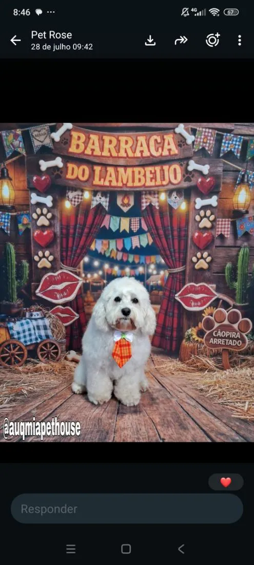 Cachorro raça Poodle idade 3 anos nome Bob 