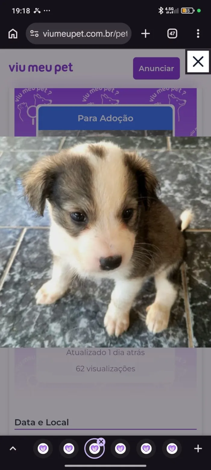 Cachorro raça SRD-ViraLata idade Abaixo de 2 meses nome sem nome