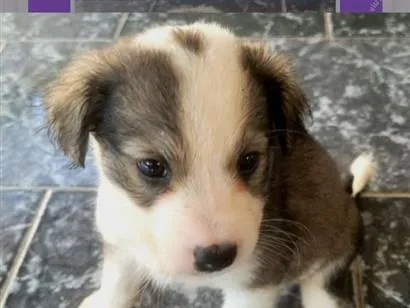 Cachorro raça SRD-ViraLata idade Abaixo de 2 meses nome sem nome
