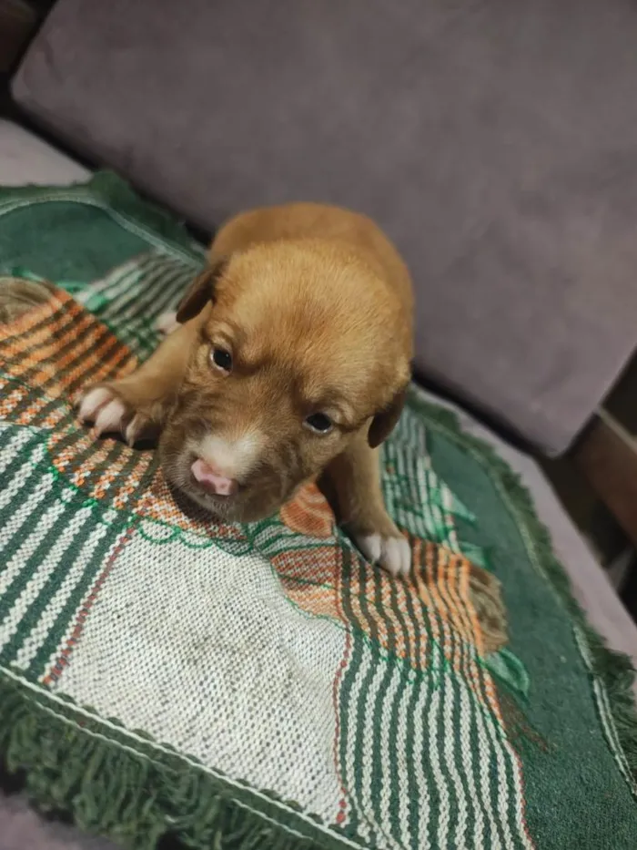 Cachorro raça SRD-ViraLata idade Abaixo de 2 meses nome Sem nome ainda