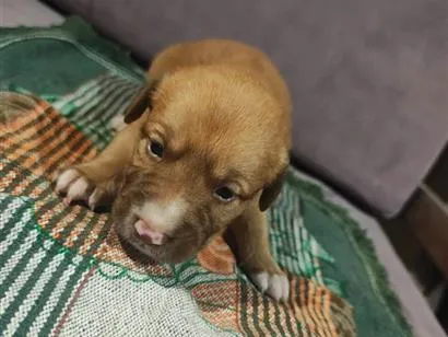 Cachorro raça SRD-ViraLata idade Abaixo de 2 meses nome Sem nome ainda