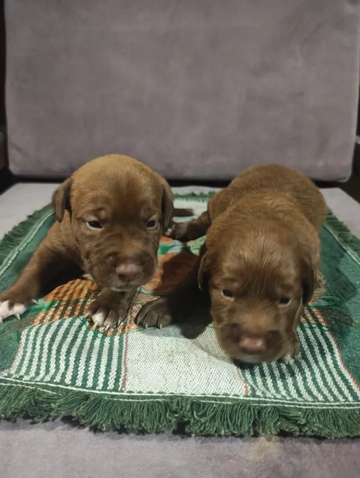 Cachorro raça SRD-ViraLata idade Abaixo de 2 meses nome sem nome