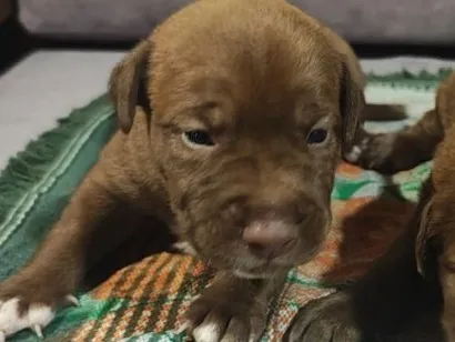 Cachorro raça SRD-ViraLata idade Abaixo de 2 meses nome sem nome