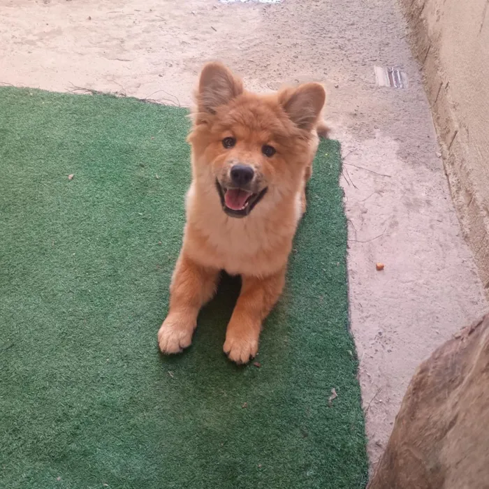 Cachorro raça SRD-ViraLata idade 2 a 6 meses nome Pitty