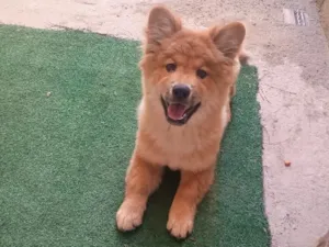Cachorro raça SRD-ViraLata idade 2 a 6 meses nome Pitty