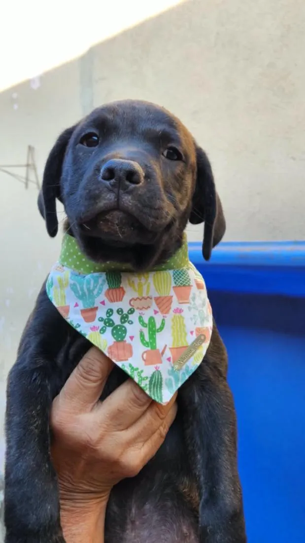 Cachorro raça SRD-ViraLata idade 2 a 6 meses nome Bolt
